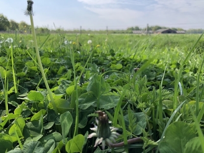 Vrienden van het Loo-nen-beekdal