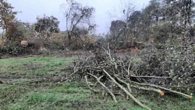 Illegale kap landschapselement Buitenkamers